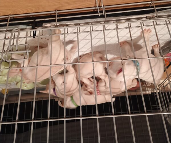 inbound5185111569402648604