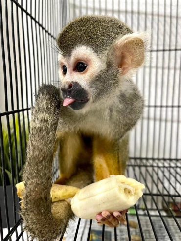 1000005788-370×493-1