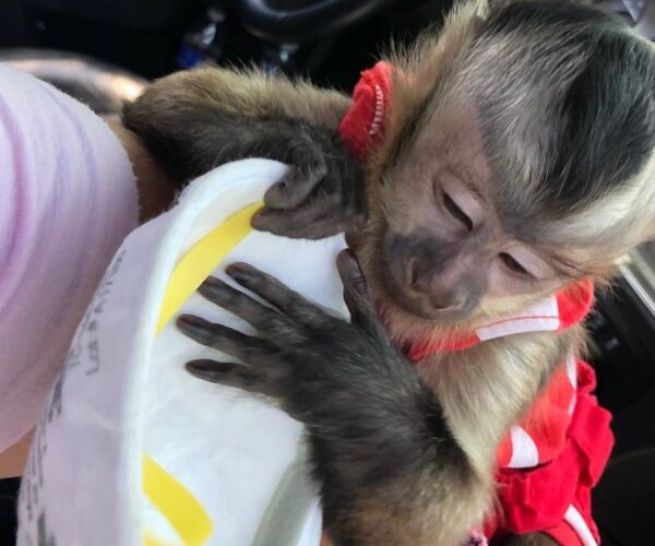 9a2e8dc3-3f44-4bdf-9335-f63a31fa918d-1