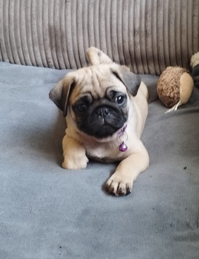pug