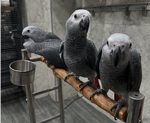 African-Grey-Parrots-7