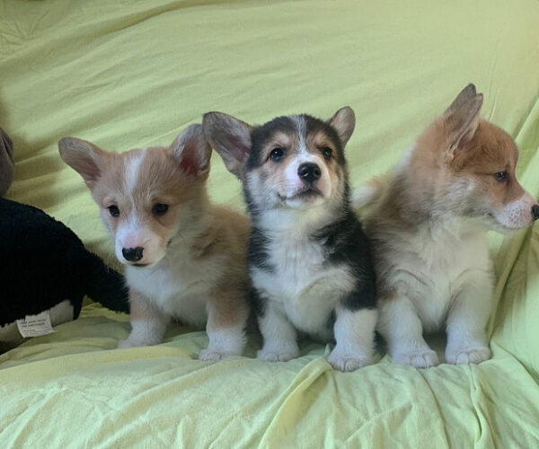 Corgi